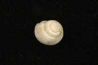 藏品(琉球球蝸牛)的圖片